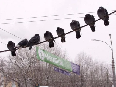 Синоптики: воронежцы встретят 2012  год в тумане