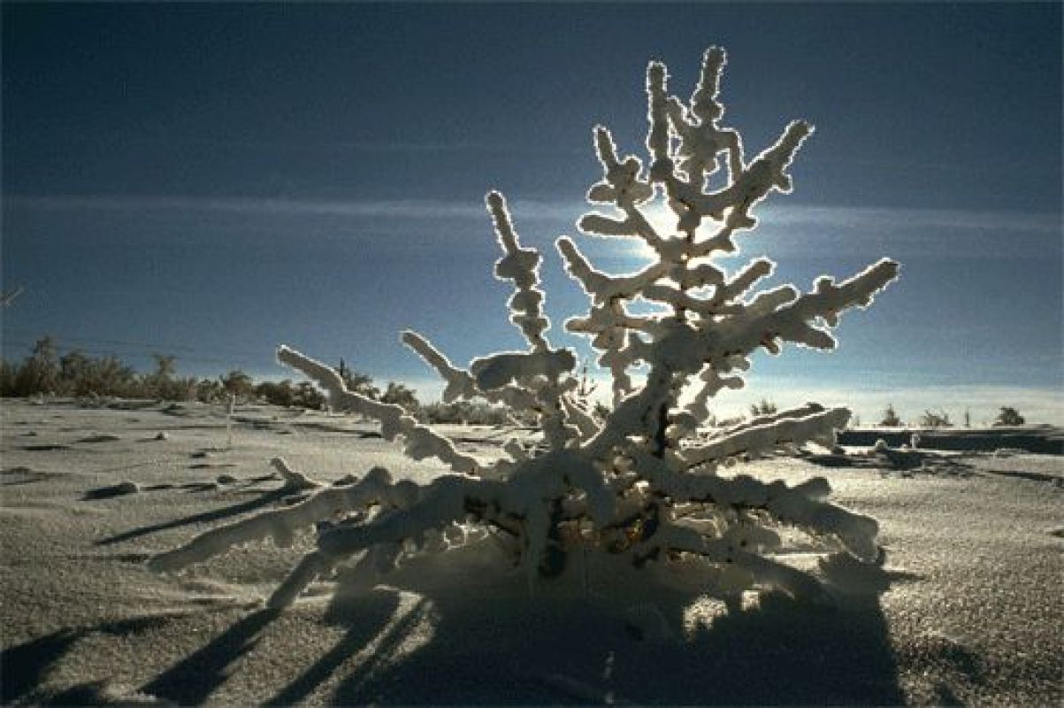 В Воронеже после Рождества синоптики обещают похолодание