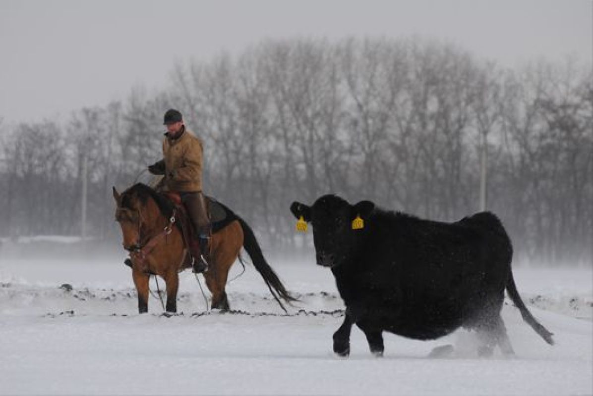 В Воронежской области появились «русские ковбои»