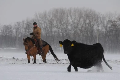 В Воронежской области появились «русские ковбои»