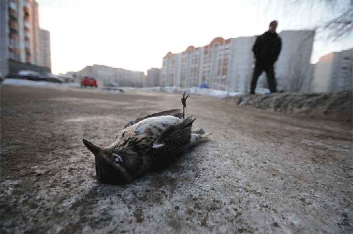 Воронежцам не стоит опасаться 30-градусных морозов