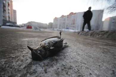 Воронежцам не стоит опасаться 30-градусных морозов