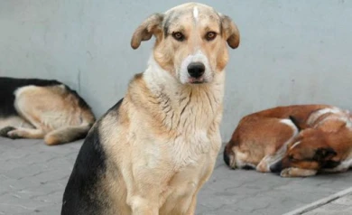 В Воронеже проблемой бродячих собак собирается заняться управление ГО и ЧС