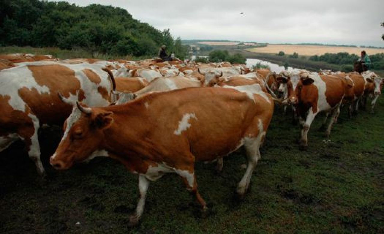В Воронеже впервые будут судиться из-за нарушения патентных прав