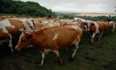В Воронеже впервые будут судиться из-за нарушения патентных прав