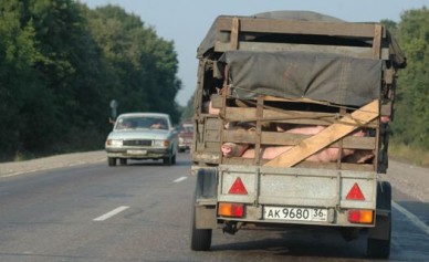 Воронежская область запретила ввоз краснодарской свинины из-за чумы свиней