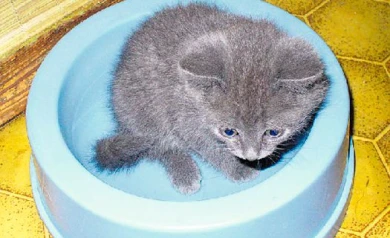 Жительница Воронежа отсудила у ветклиники 12 500 рублей за смерть кошки