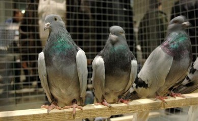 Армянских голубей не пустили в Воронежскую область