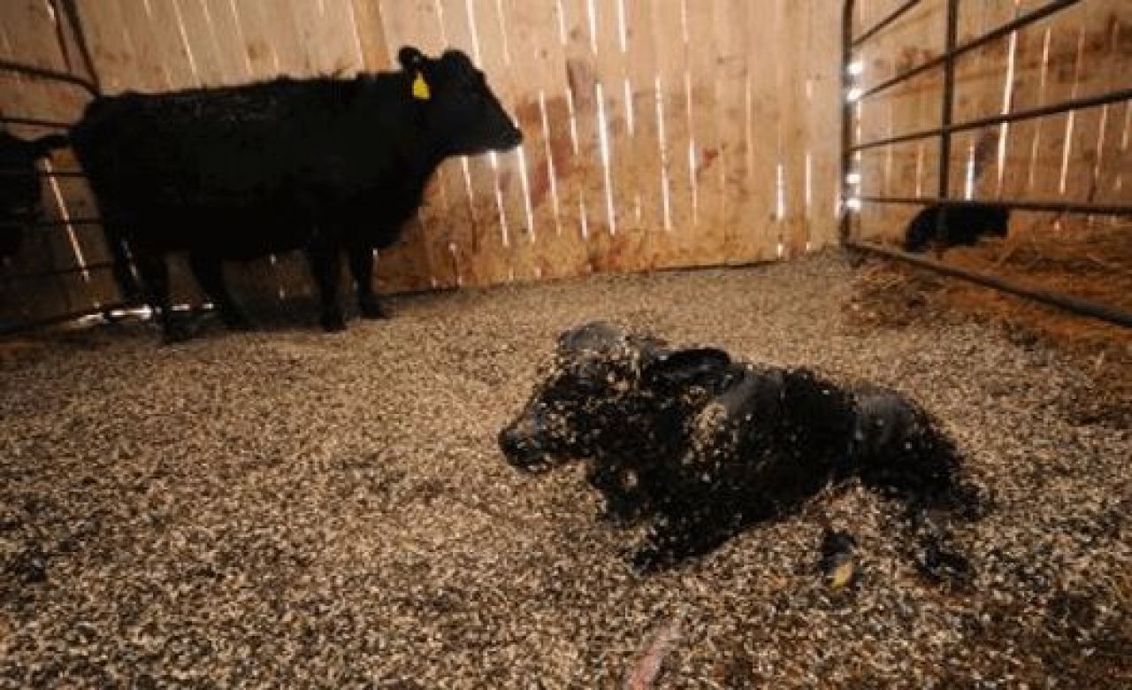 В Воронежской области построят животноводческий комплекс