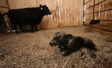 В Воронежской области построят животноводческий комплекс