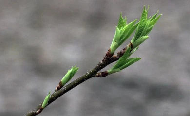 В выходные в Воронеже потеплеет до плюс семи градусов