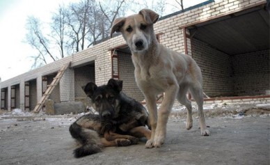 Мэрия Воронежа заплатит 45 000 рублей за нападение бродячих собак