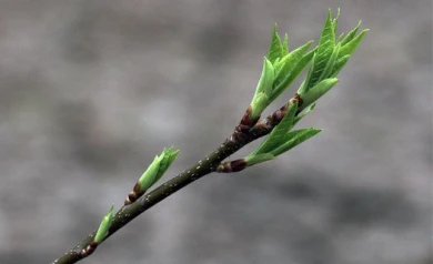 Синоптики обещают воронежцам солнечную погоду в выходные