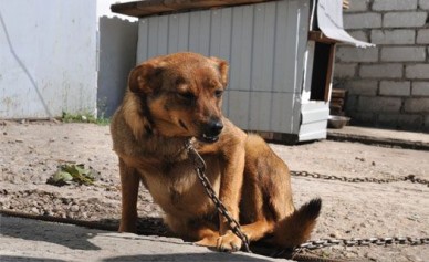 За три месяца животные покусали 1 400 жителей Воронежской области