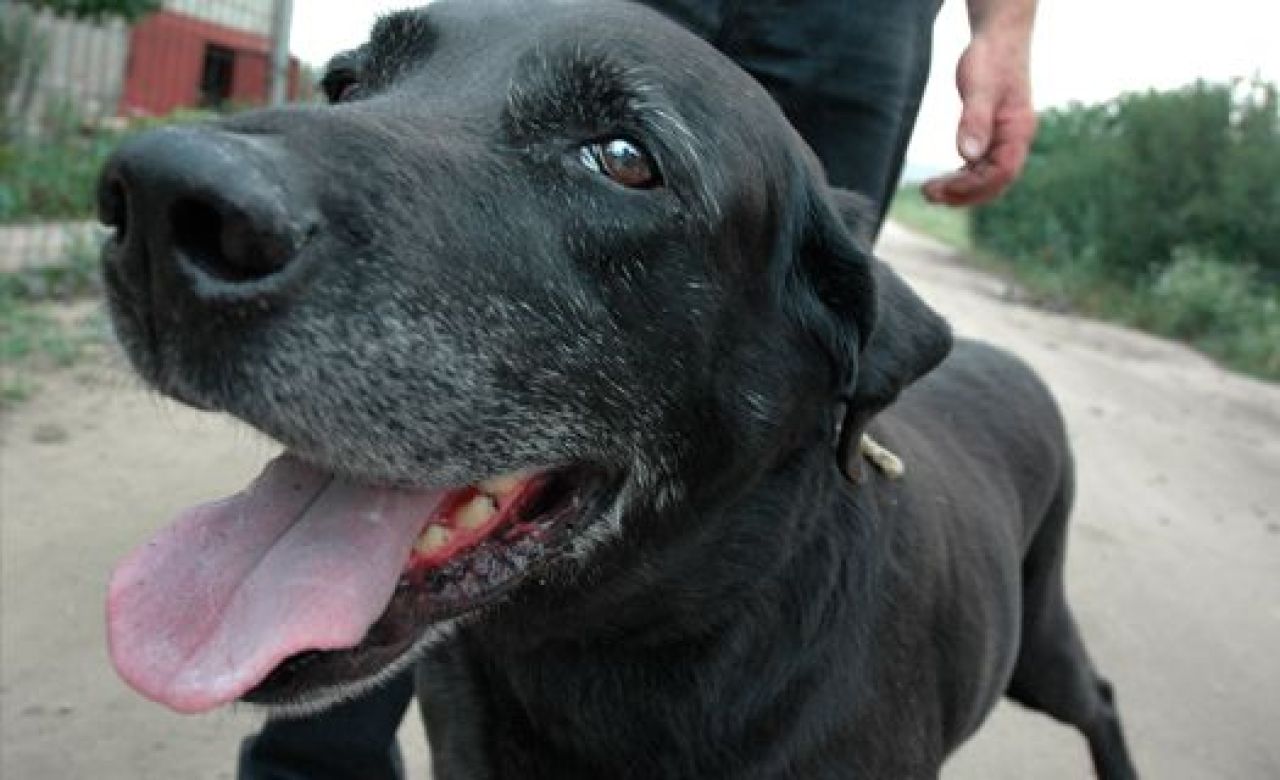 В Воронеже обсудят опасность догхантеров во Всемирный день собак-поводырей