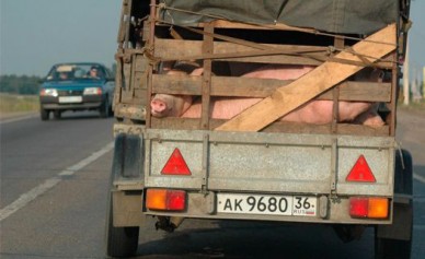 В Воронежской области приостановили деятельность 7 свиноводческих ферм