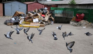 Воронежские коммунальщики не справляются с вывозом мусора с городских улиц