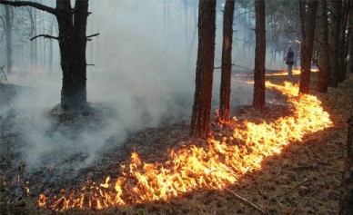 В Советском районе произошёл лесной пожар