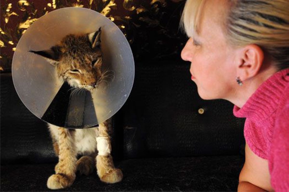 При поимке рыси, сбежавшей два месяца назад, пришлось применять снотворное