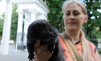 В Воронеже хозяйка норки Глаши рассказала, почему никогда не наденет норковую шубу