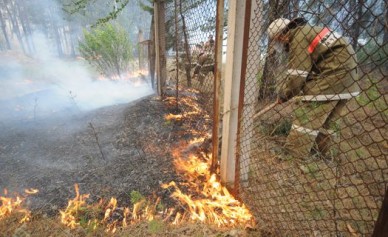 В Воронежской области спасатели вновь боролись с лесным пожаром
