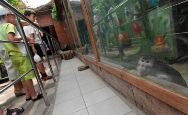 После реконструкции в Воронежском зоопарке  найдётся место жирафу и кенгуру