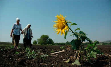 В Воронежской области из-за природных катаклизмов погибло 130 тыс. га посевов