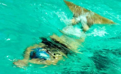 Воронежские дайверы — вторые в России по подводному ориентированию