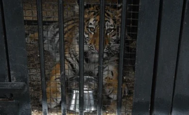 В Воронежском зоопарке животных вакцинировали от бешенства