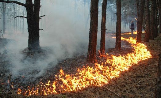 В Воронежском биосферном заповеднике произошёл пожар