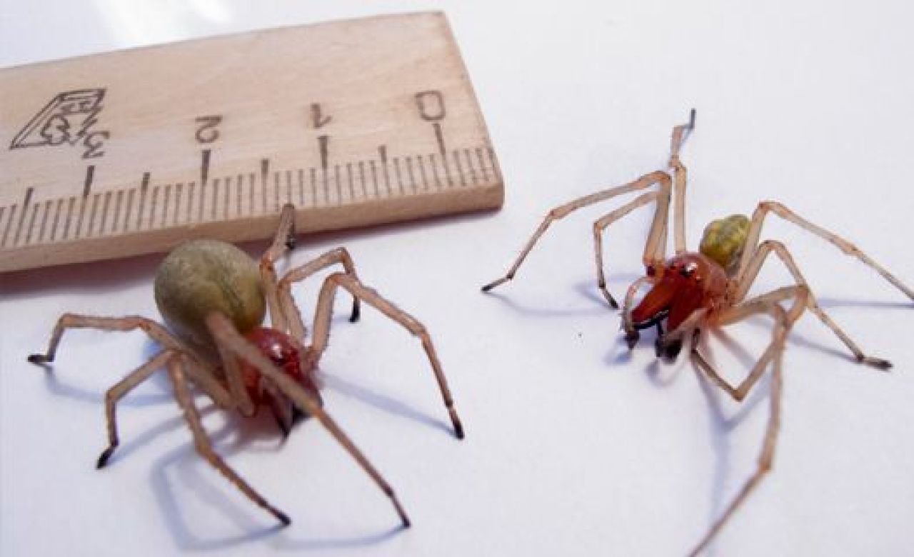 В Павловском районе женщина после укуса паука провела 8 часов в реанимации