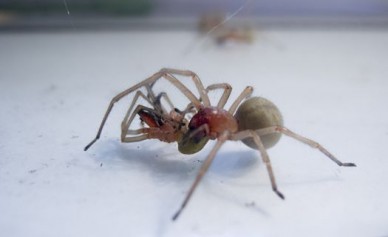 В Воронежской области от укусов жёлтого паука гибнут домашние животные