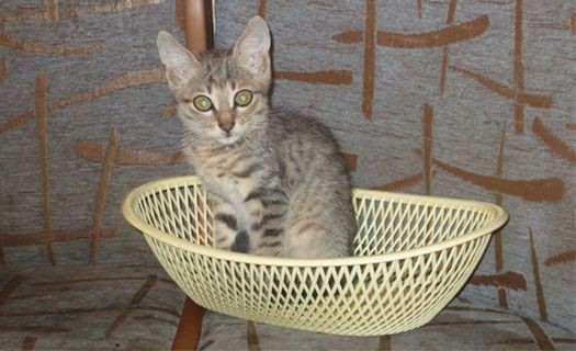 В Воронеже родственники попросили женщину избавиться от 15 кошек