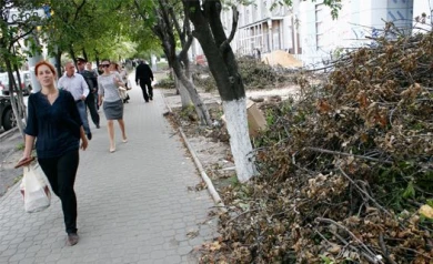 На месте спиленных деревьев у остановки «Рабочий проспект» обещают посадить новые