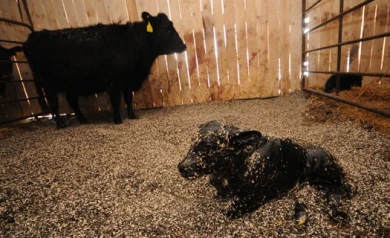 В Воронежской области 22-летние воры похитили и зарезали корову