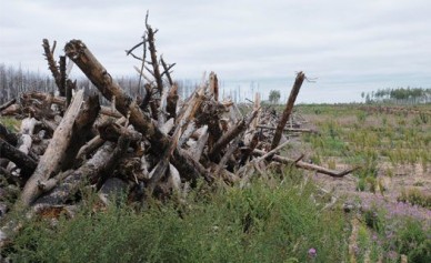 Сгоревший под Воронежем лес будут восстанавливать 45 лет