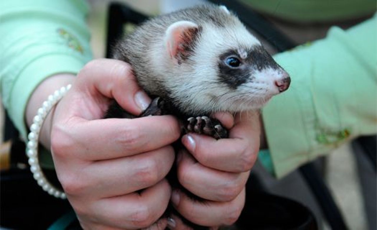 В Воронеже на выставке животных пройдёт конкурс поцелуев с… хорьками