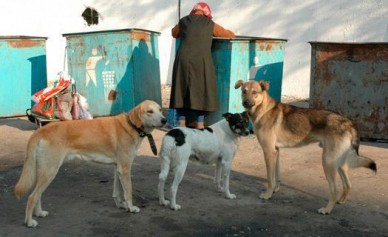 Владельца собаки, покусавшей человека, ждёт штраф до 3 000 рублей