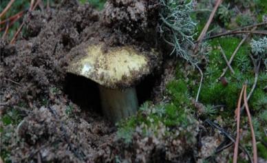 В Воронеже за неделю трое мужчин отравились грибами