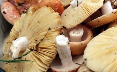 Жительница Воронежа отравилась грибами, собранными у аэропорта