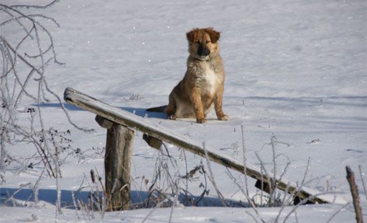 Синоптики обещают воронежцам снегопад в четверг