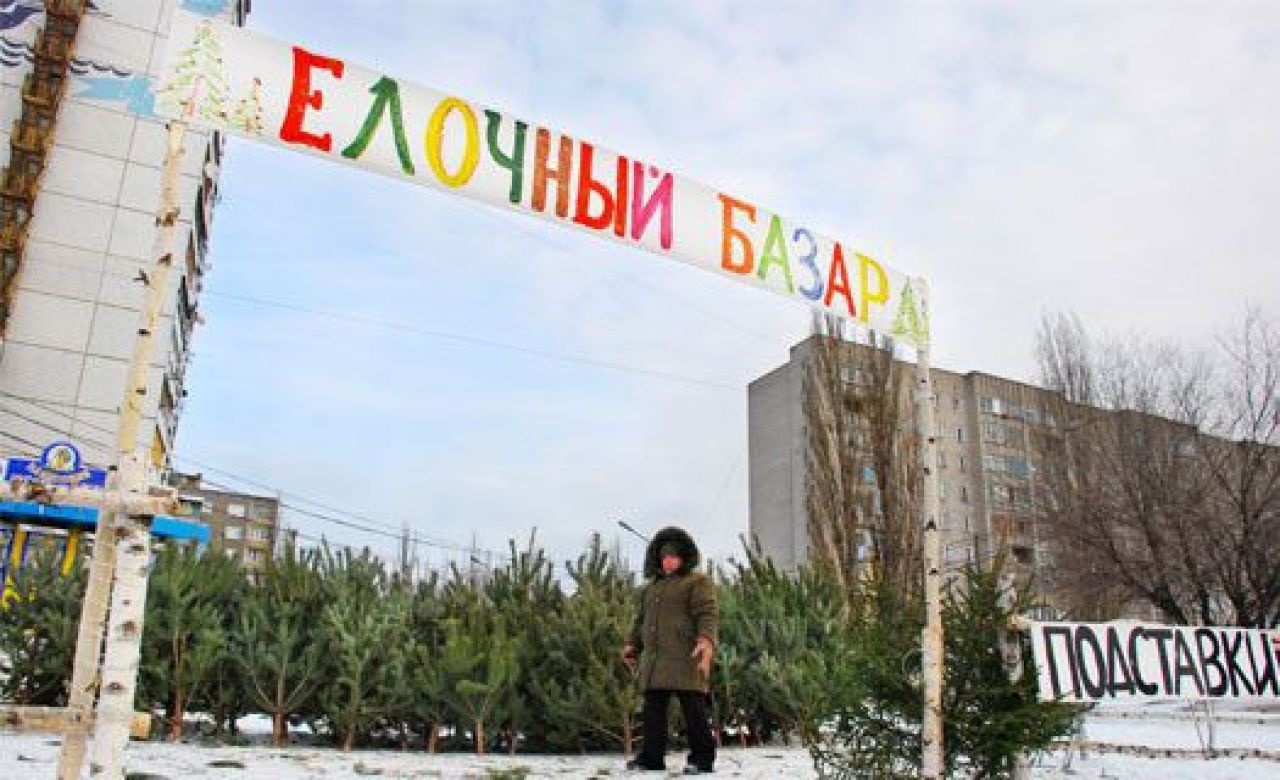 В Воронеже начали торговать ёлками до официального открытия елочных базаров