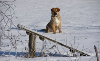 Защитники животных ратуют за гуманную эвтаназию бродячих собак