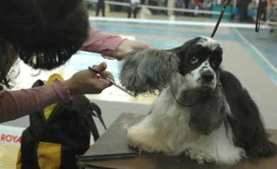 Воронежские чиновники и экологи: в России нужно ввести налог на животных