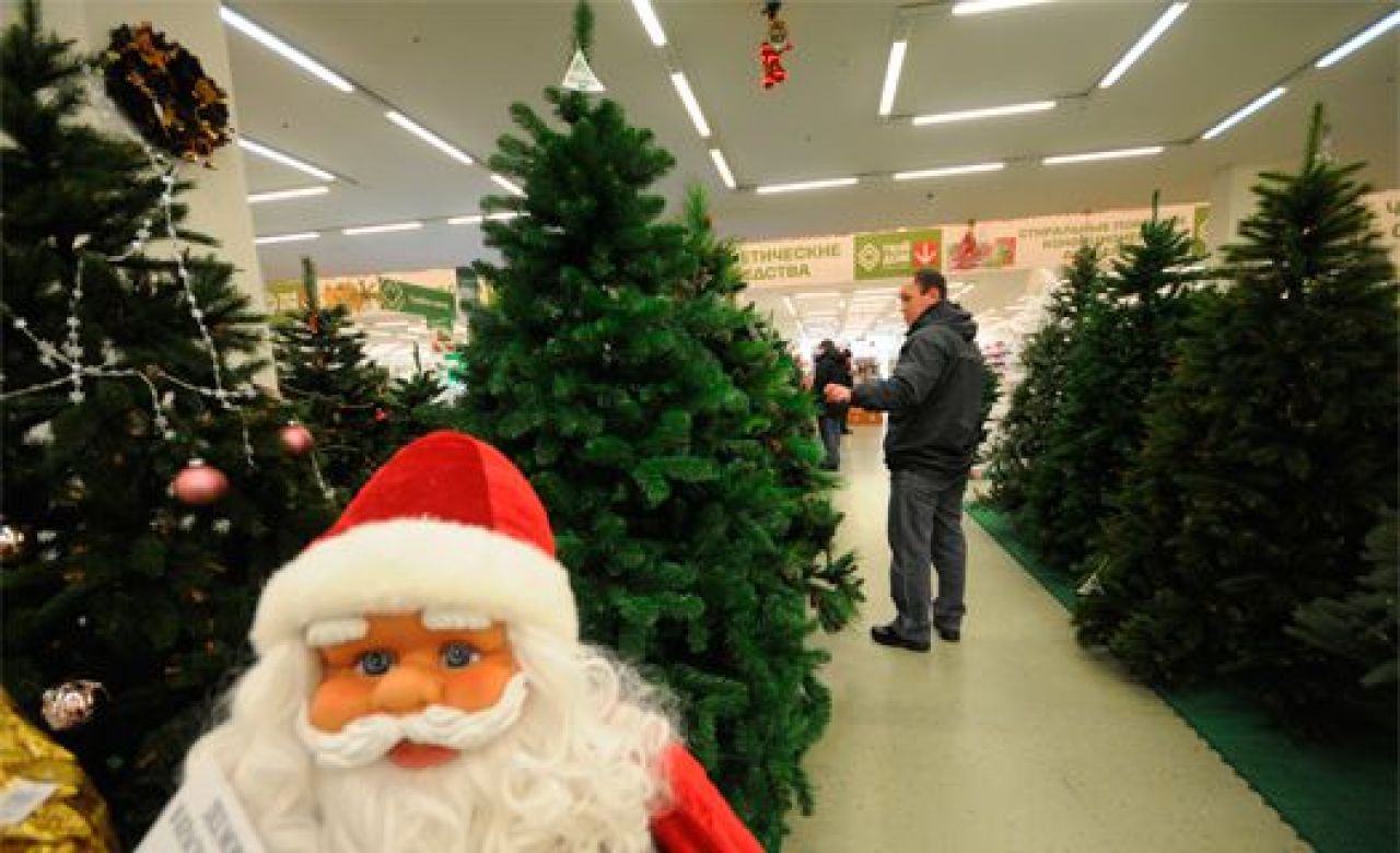 Воронежцев призывают беречь природу и покупать искусственные ёлки (ОПРОС)