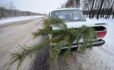 Воронежские лесники: «Бабушки и бомжи — главные браконьеры»