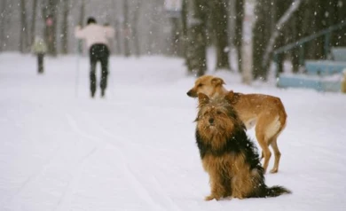 Синоптики обещают воронежцам тёплые и снежные каникулы