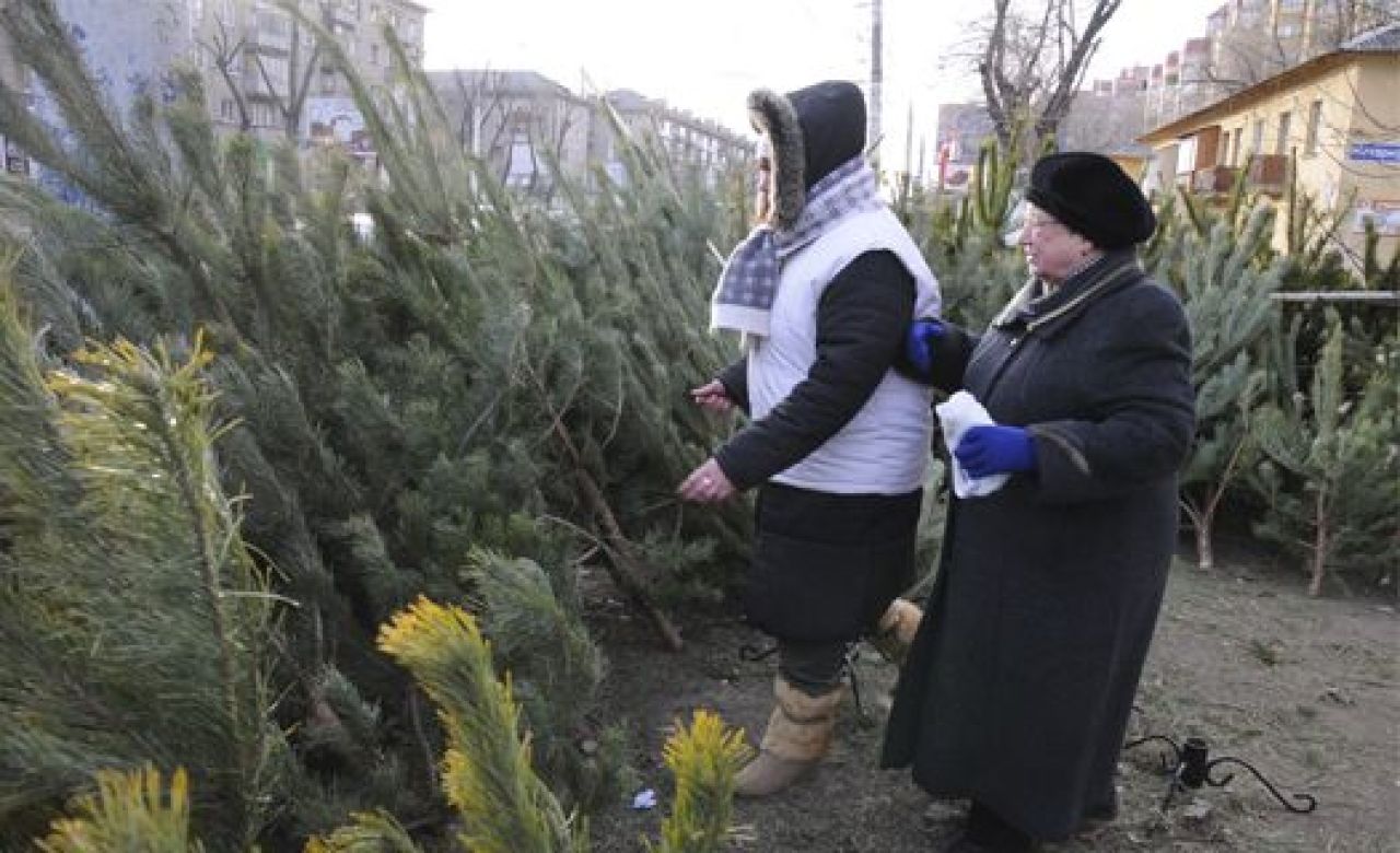 Продавцы ёлок рассказали, куда сбывают непроданные деревья