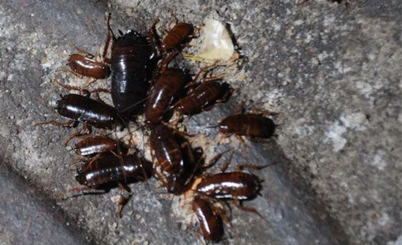 Санитарные врачи: «Воронежцы не должны терпеть крыс и тараканов в подъездах!»