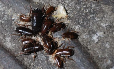 Санитарные врачи: «Воронежцы не должны терпеть крыс и тараканов в подъездах!»